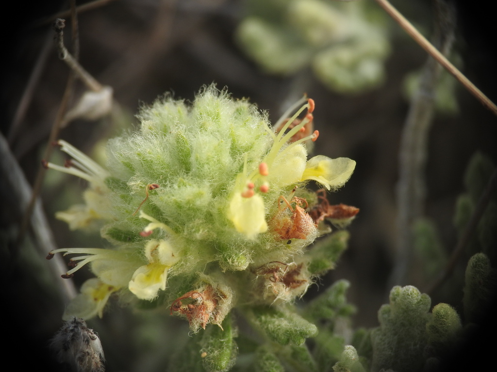 Teucrium rouyanum