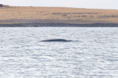 Balaenoptera acutorostrata