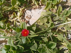 Mesembryanthemum cordifolium