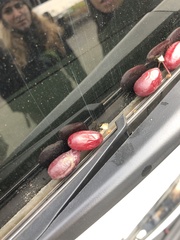 Cotoneaster divaricatus