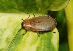 Diploptera punctata