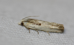 Eucosma lacteana