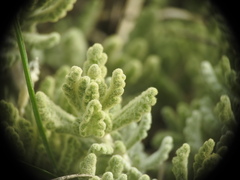 Teucrium rouyanum