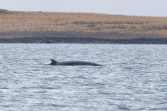 Balaenoptera acutorostrata