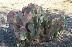 Opuntia chlorotica