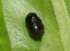 Clastoptera xanthocephala