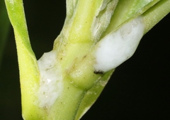 Clastoptera xanthocephala