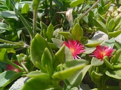 Mesembryanthemum cordifolium