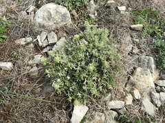 Teucrium rouyanum