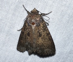 Condicini