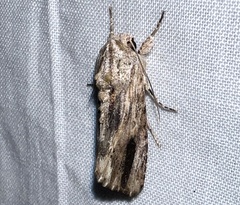 Spodoptera eridania