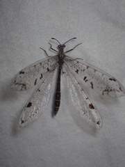 Dendroleon speciosus