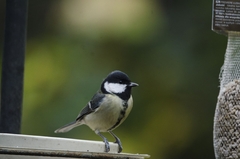 Parus major