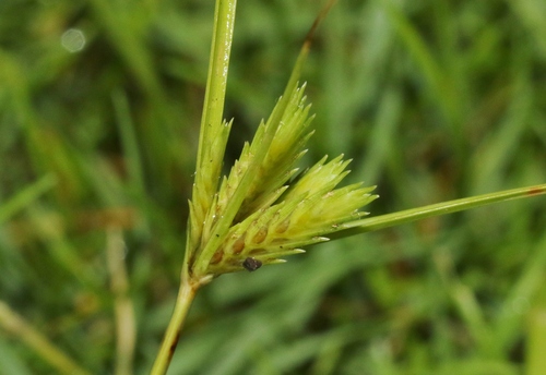 Cyperus compressus observed 2022-10-07