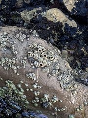 Balanomorpha