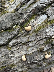 Crepidotus crocophyllus