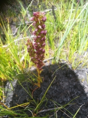Disa obtusa hottentotica