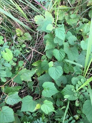 Ampelopsis glandulosa heterophylla