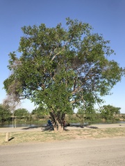 Albizia inundata