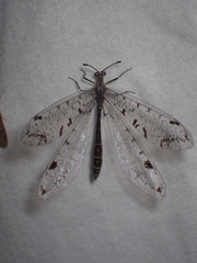 Dendroleon speciosus