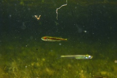 Atherinosoma microstoma