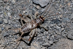 Gryllodes sigillatus