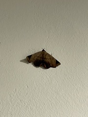 Psimada quadripennis