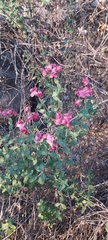 Viviania marifolia