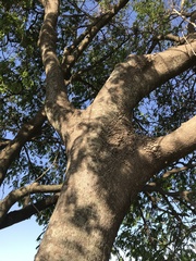 Albizia inundata