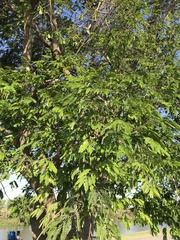 Albizia inundata