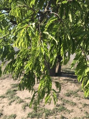 Albizia inundata