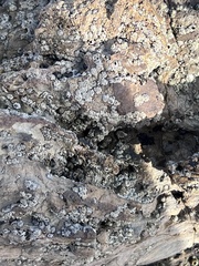 Balanomorpha