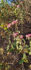 Viviania marifolia