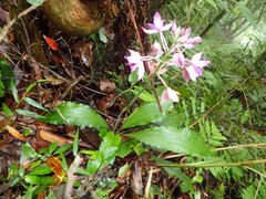 Calanthe masuca