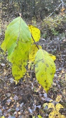 Frangula alnus