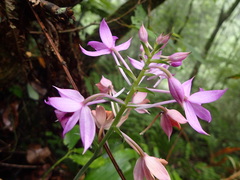 Calanthe masuca