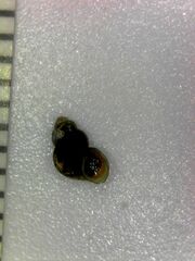Pyrgulopsis