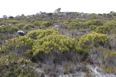 Leucadendron laureolum