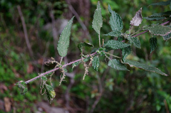 Urtica ardens