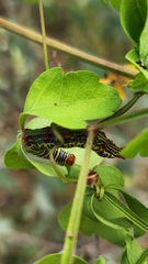 Didugua argentilinea