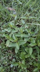 Melastoma × intermedium