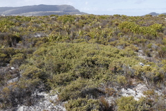 Diastella divaricata divaricata