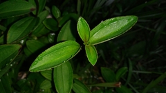 Melastoma × intermedium