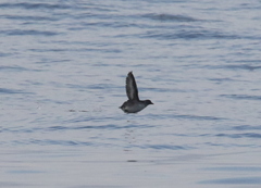 Ptychoramphus aleuticus