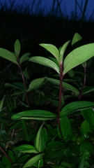 Melastoma × intermedium