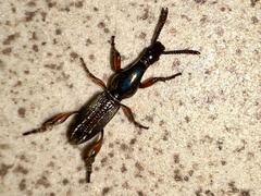 Cyphagogini