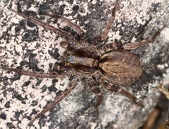 Alopecosa pulverulenta