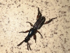 Cyphagogini