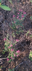 Viviania marifolia