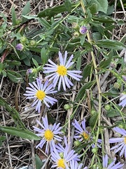 Symphyotrichum ascendens